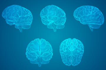 关于动物的英语手抄报