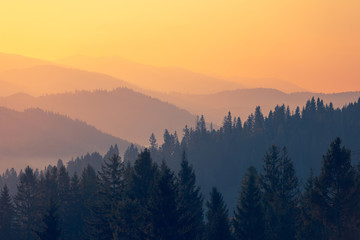 发财树的外形和特点