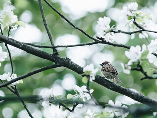 关于伽利略的小故事50字
