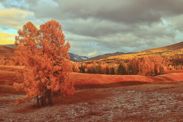 三亚开创白玉海棠在哪里？