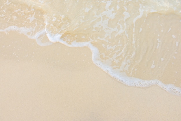 发财树的外形和特点