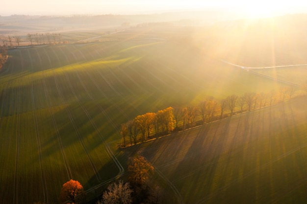 主编是什么意思